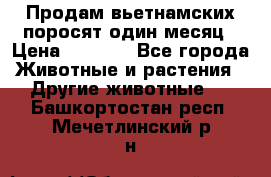 Продам вьетнамских поросят,один месяц › Цена ­ 3 000 - Все города Животные и растения » Другие животные   . Башкортостан респ.,Мечетлинский р-н